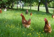 Free Ranging and Training Chickens...