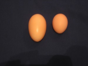 Big Triple Yolked Egg