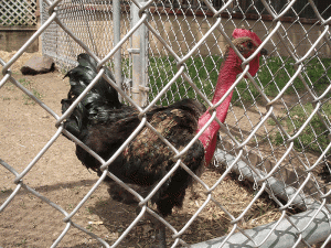 Naked Necked Chicken - Often Called A "Turken"