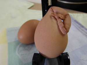 Unusua Chicken Egg